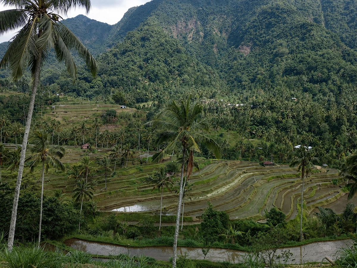 Rice terrace trekking near Sekumpul Waterfall