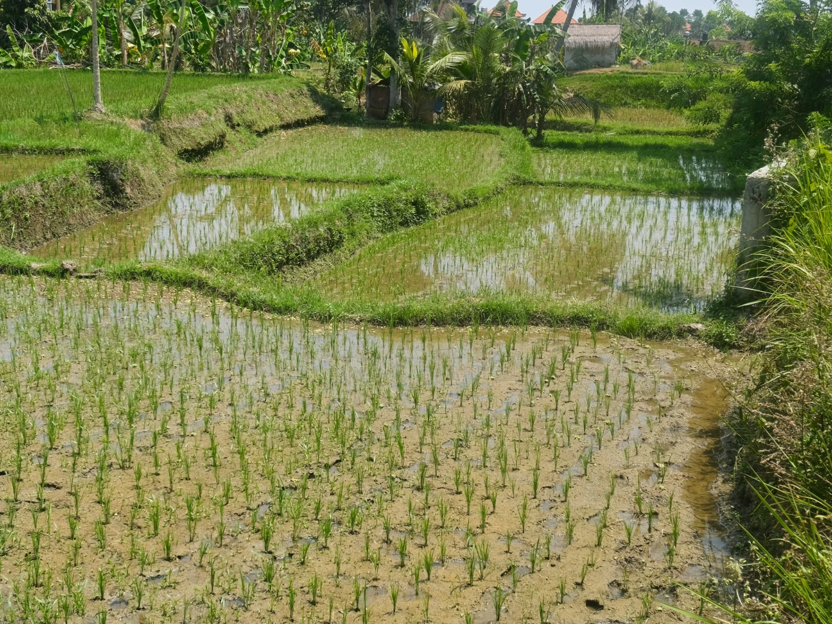 Kajeng Rice Field Walk countryside trekking route in Ubud Bali