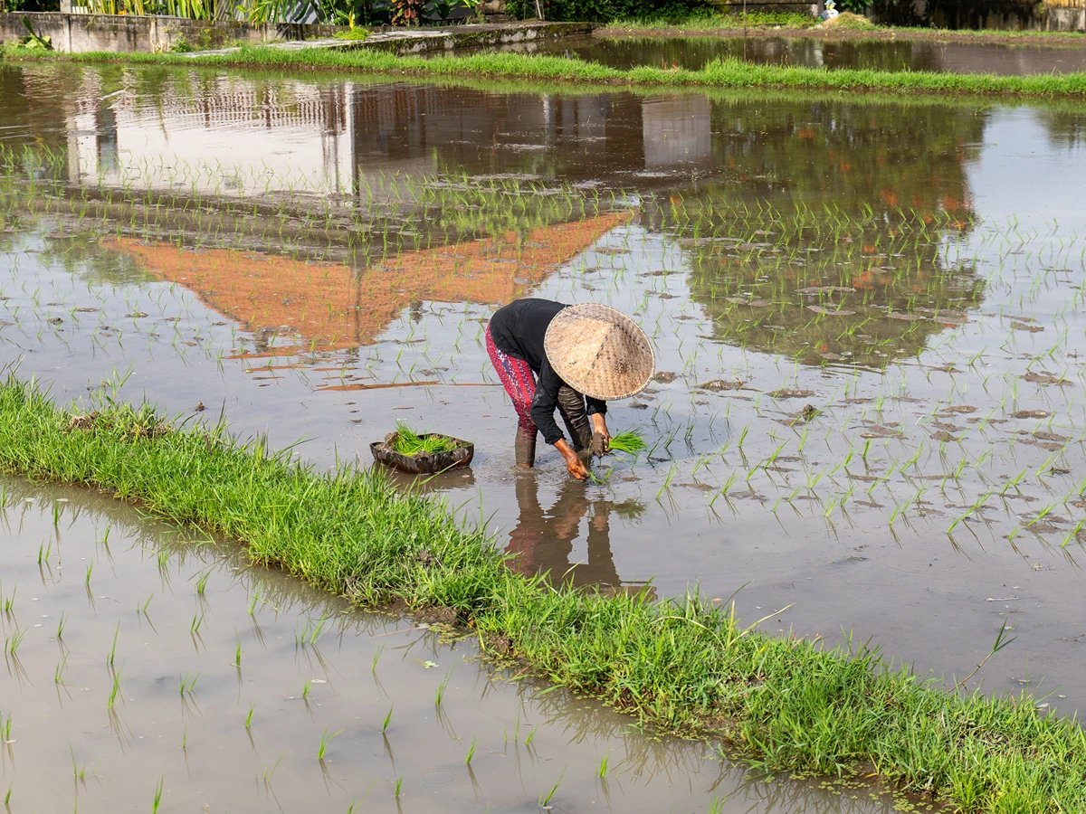 Kelusa Rice Field Trek hidden countryside trail near Ubud Bali