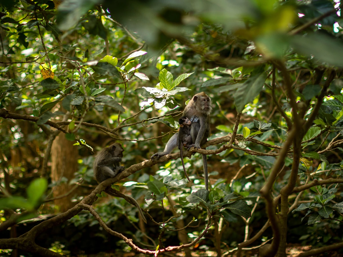 wild monkeys at kemenuh monkey river bali