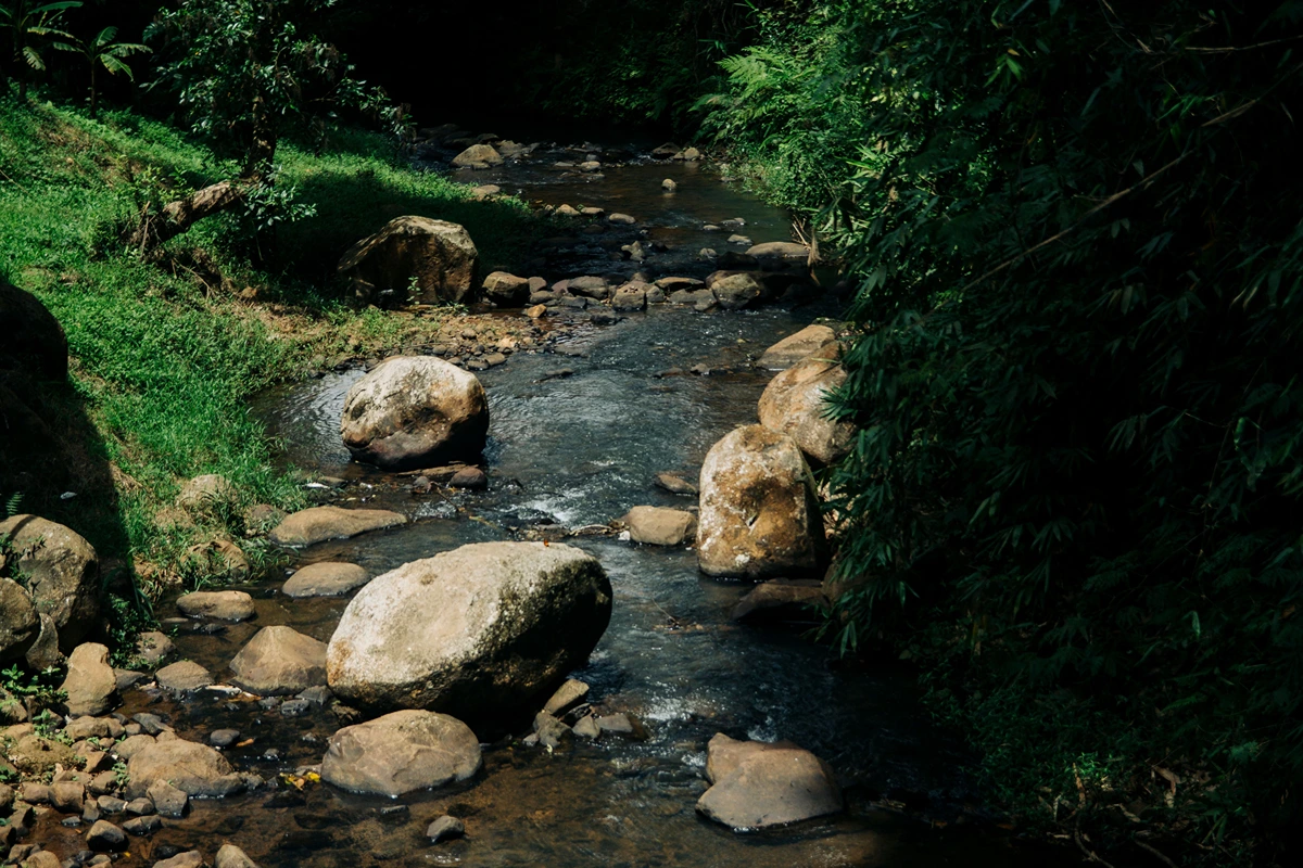 photography at kemenuh monkey river ubud