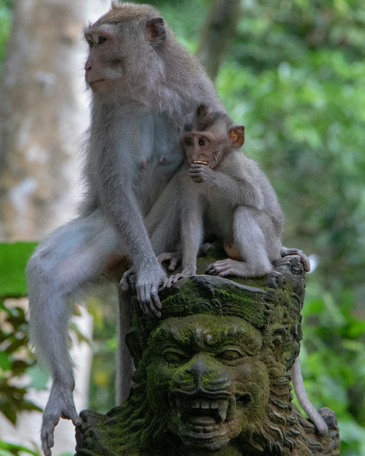 Sacred Monkey Forest Sanctuary in Ubud Bali