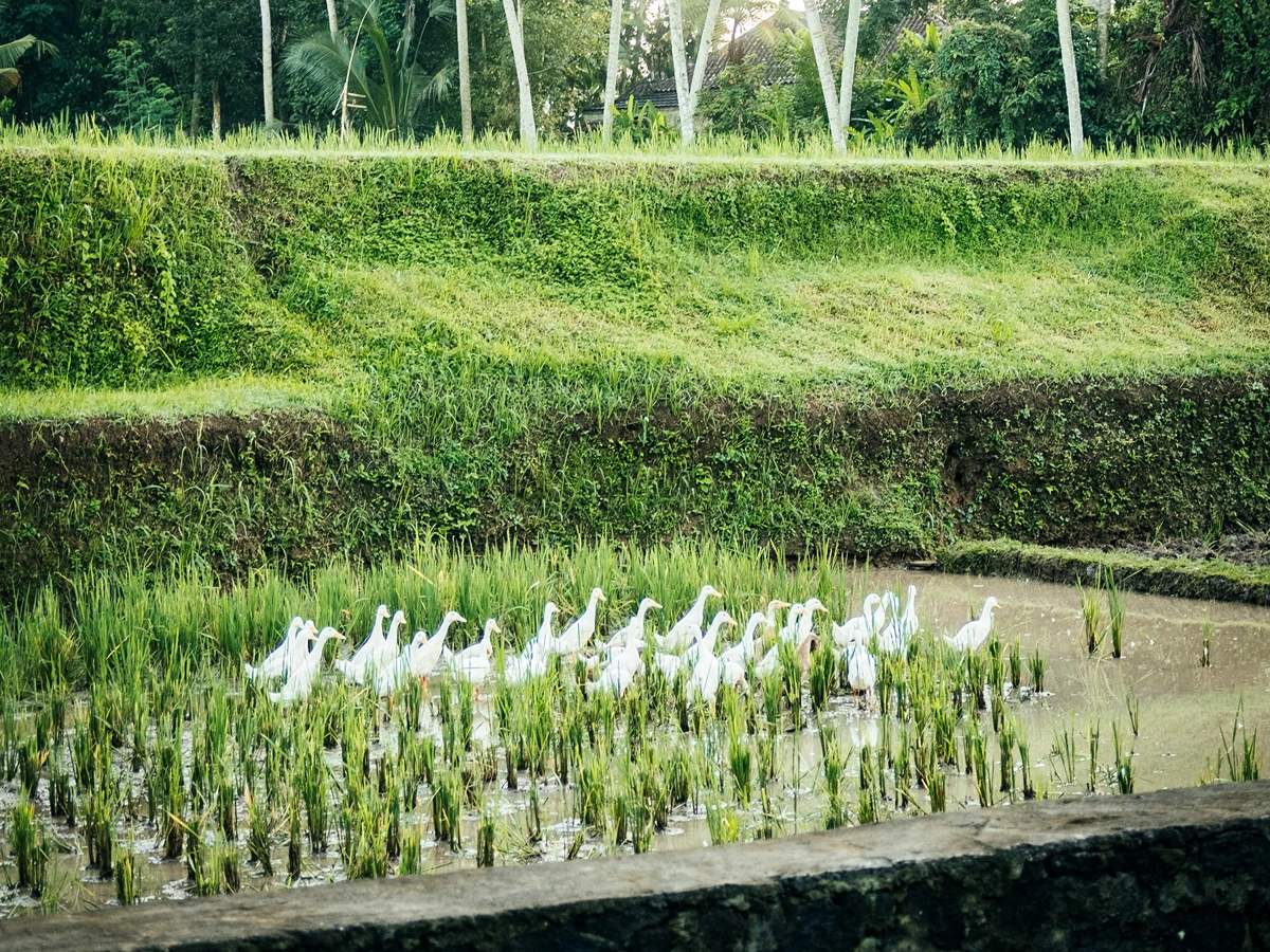 Sari Organic Walk rice field trekking route in Ubud Bali