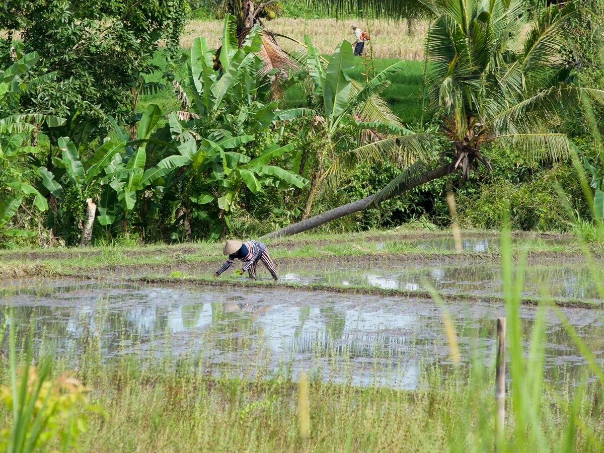 Sweet Orange Trail rice field path in Ubud Bali