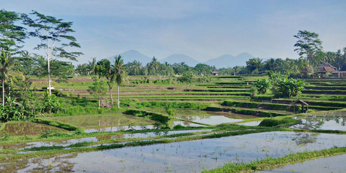 Campuhan Ridge Walk Bali