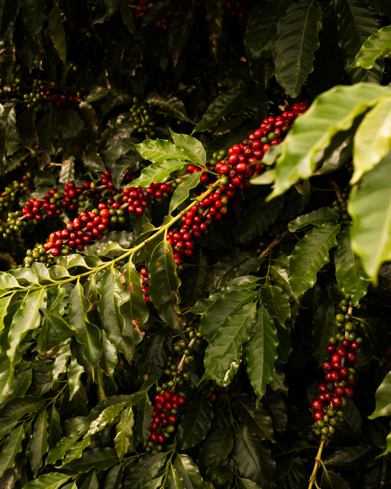 Balinese coffee plantation experience