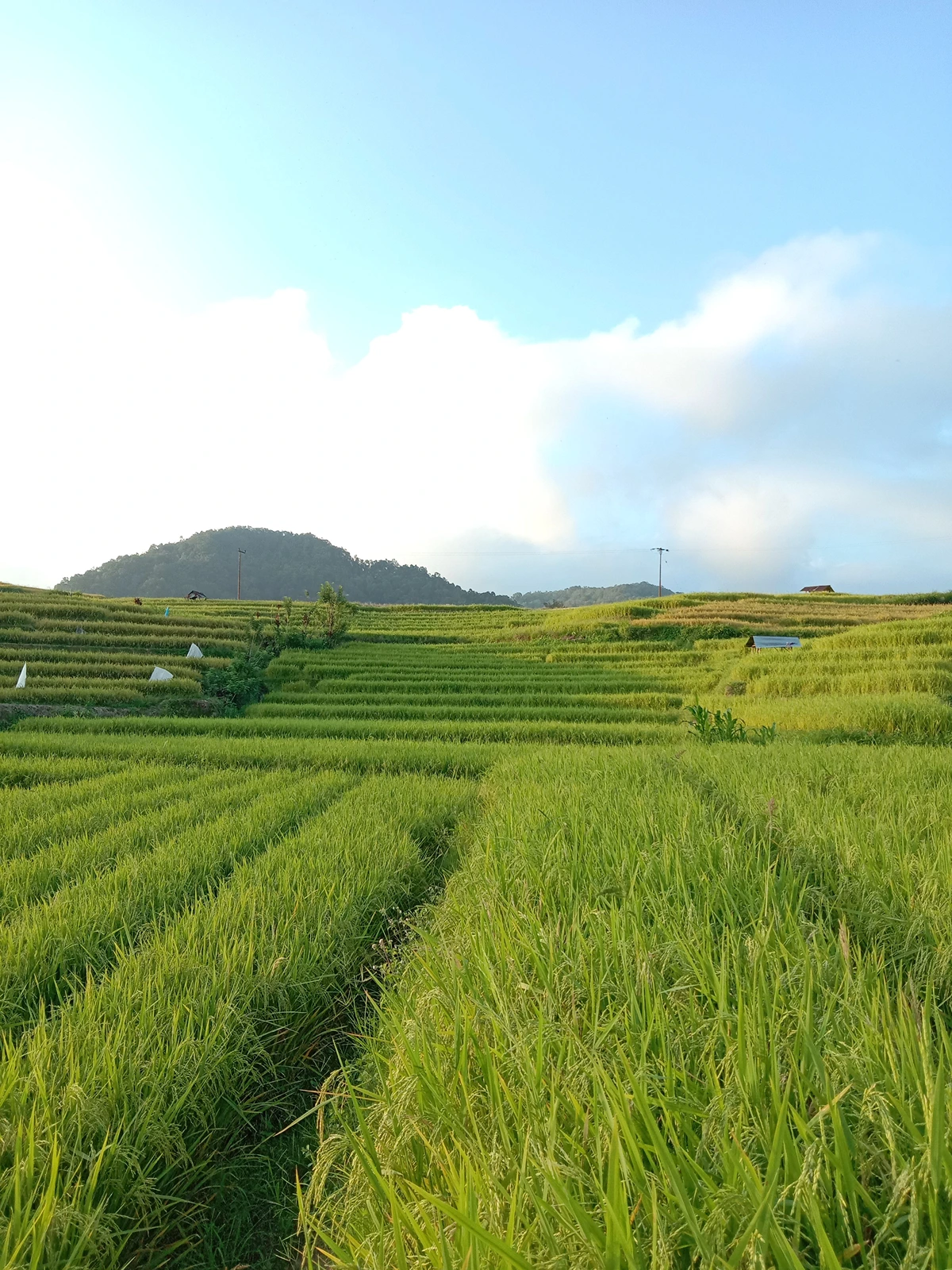 Beautiful panorama of Jatiluwih Rice Terrace