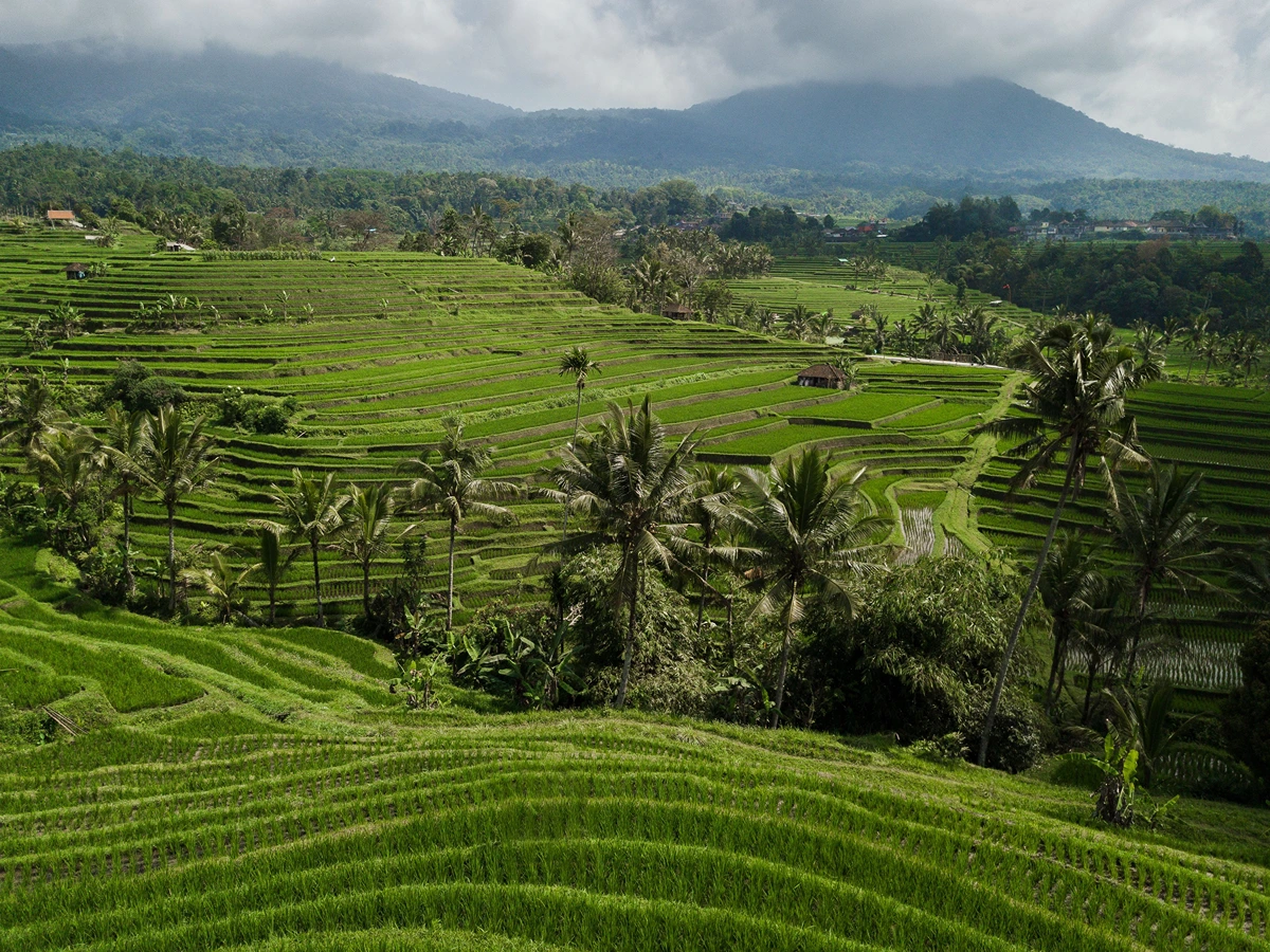 Private Jatiluwih Rice Terrace Trekking Tour