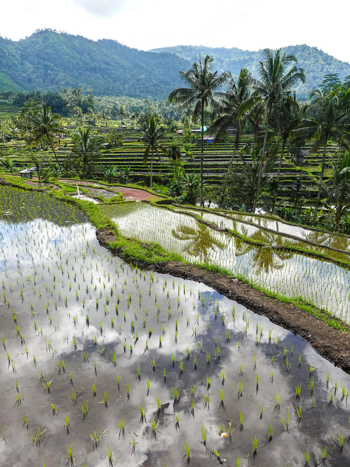 UNESCO Jatiluwih Rice Terraces in Tabanan Bali