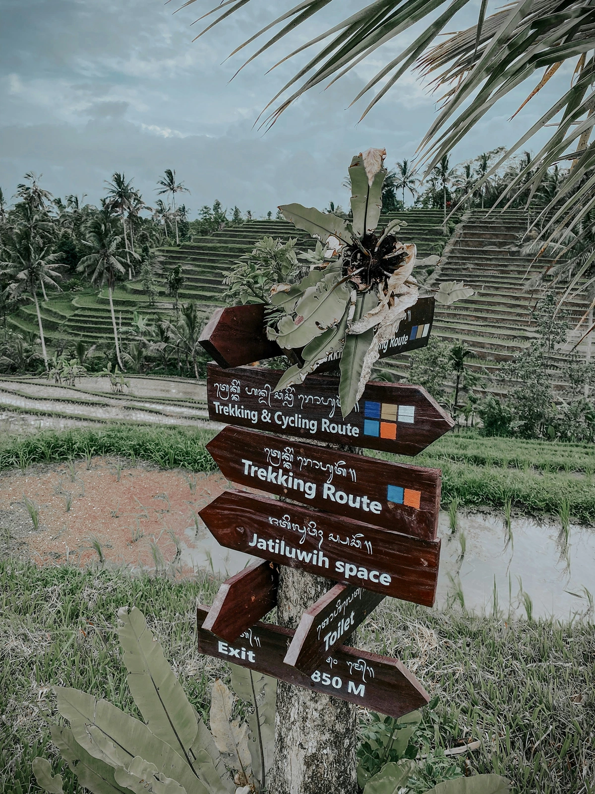 Easy trekking through Jatiluwih Rice Terraces