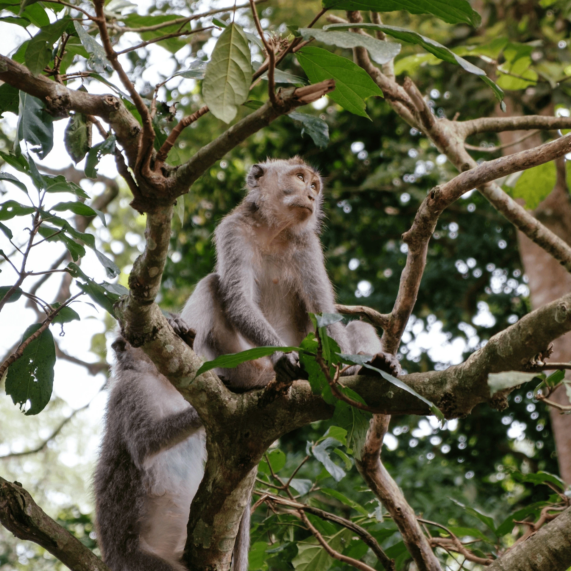 monkey forest and temple tour