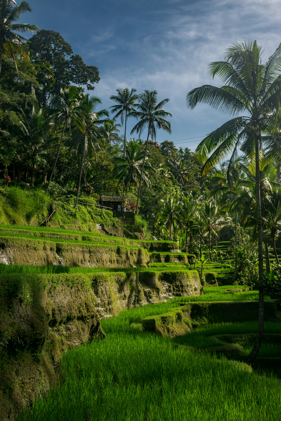 Tegalalang Rice Terrace Bali