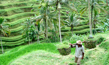 rice terrace tegalalang