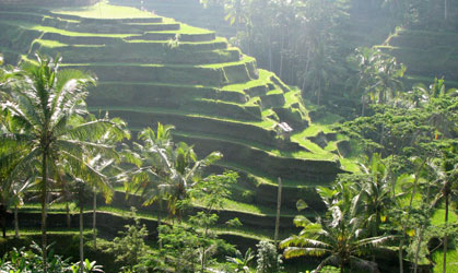 rice terrace tegalalang
