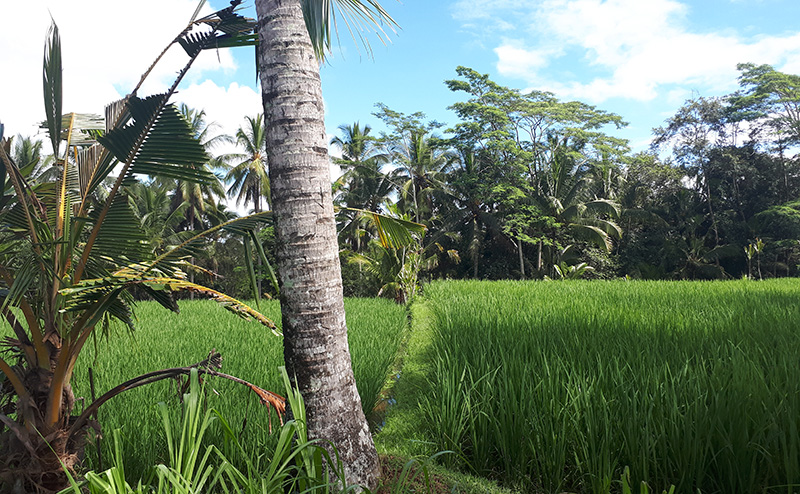 Ubud Rice Field Walk